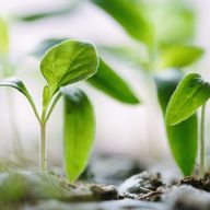 Cultivating Christian Character